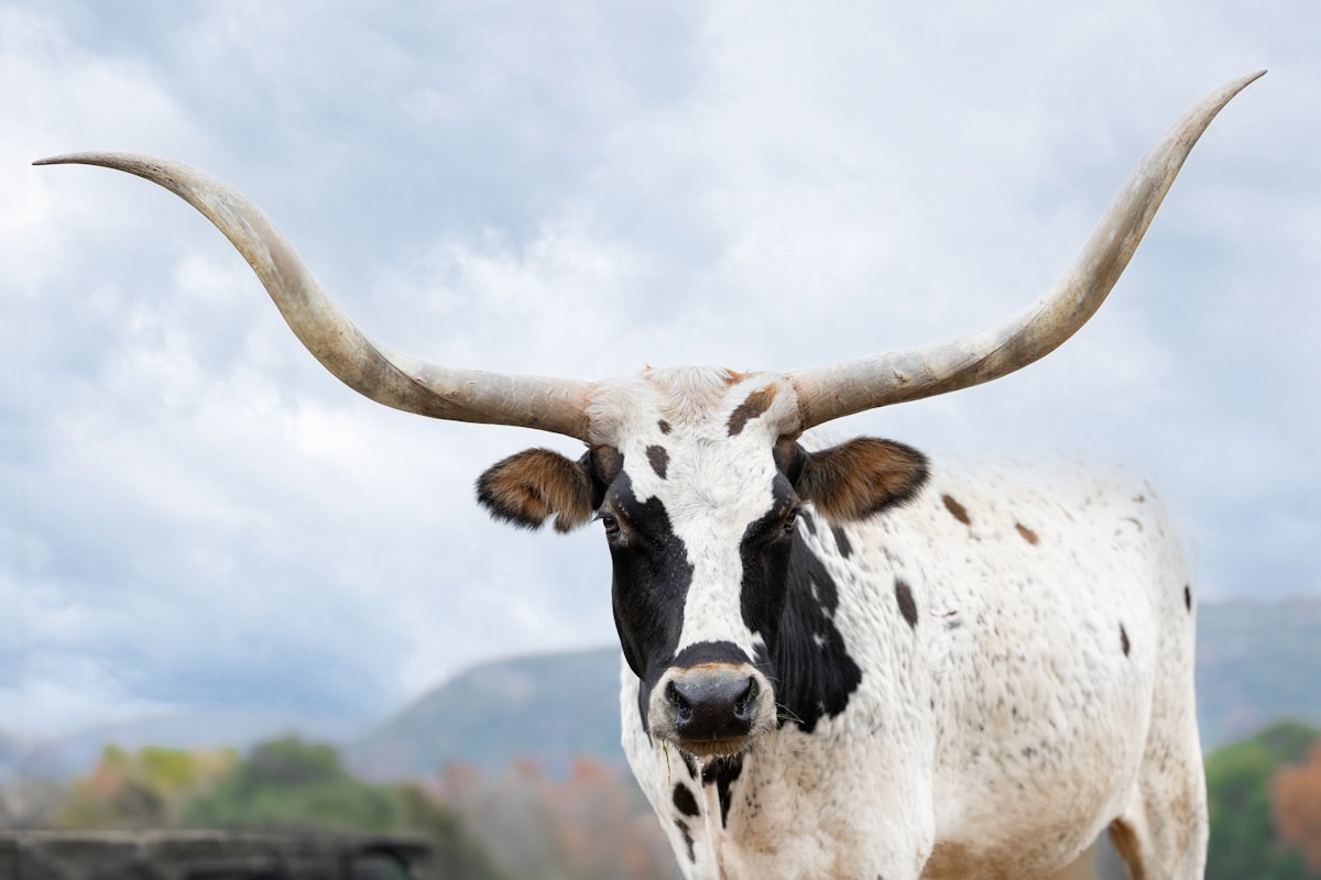 Texas Longhorn breeding stock cattle