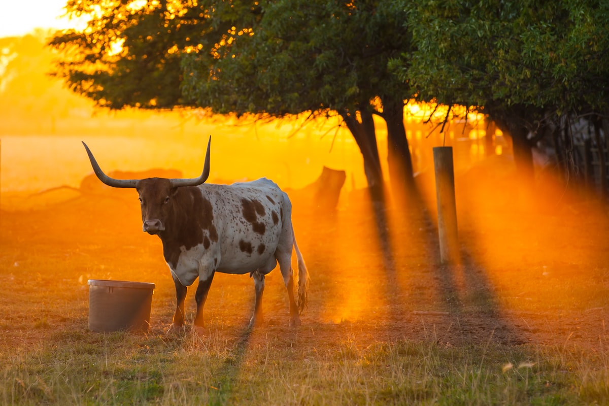 Texas ranch at sunrise