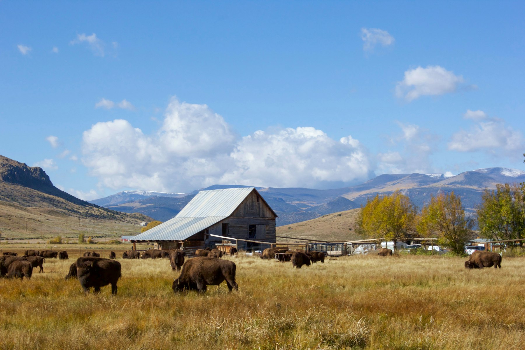Texas cattle ranch barn and pasture