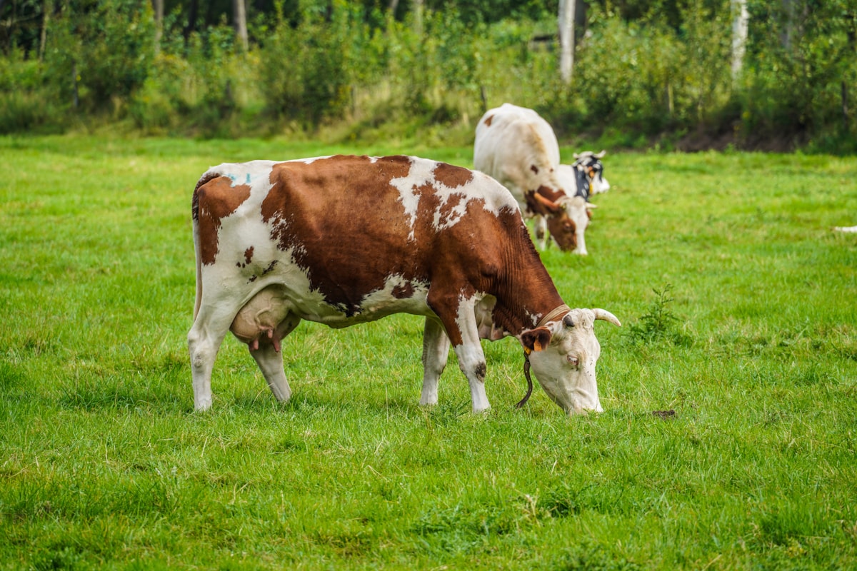 Cow-calf pairs grazing on ranch pasture