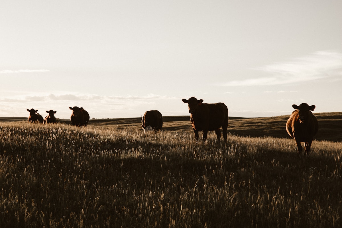 Stocker cattle herd on Texas pasture